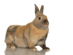 10 Calmest/Friendliest Breeds of Rabbit (with Images) | Whyrabbits.Com