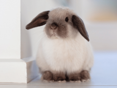 Mini Lop Rabbits