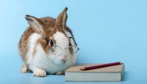 How Smart Are Rabbits? Rabbit Intelligence!