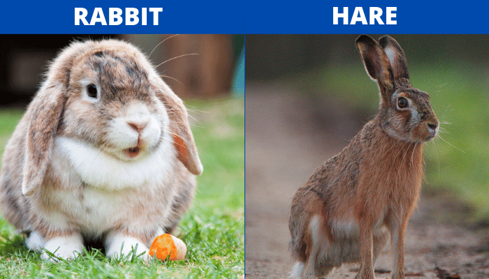 What Is the Difference Between a Rabbit and a Hare