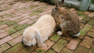 How to Tell if Rabbit Is Male or Female? | Whyrabbits.Com