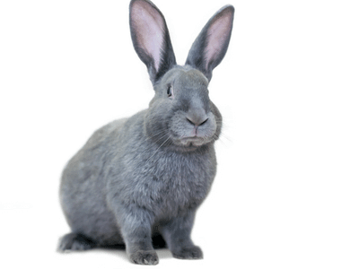 The American (Blue and White) Rabbit