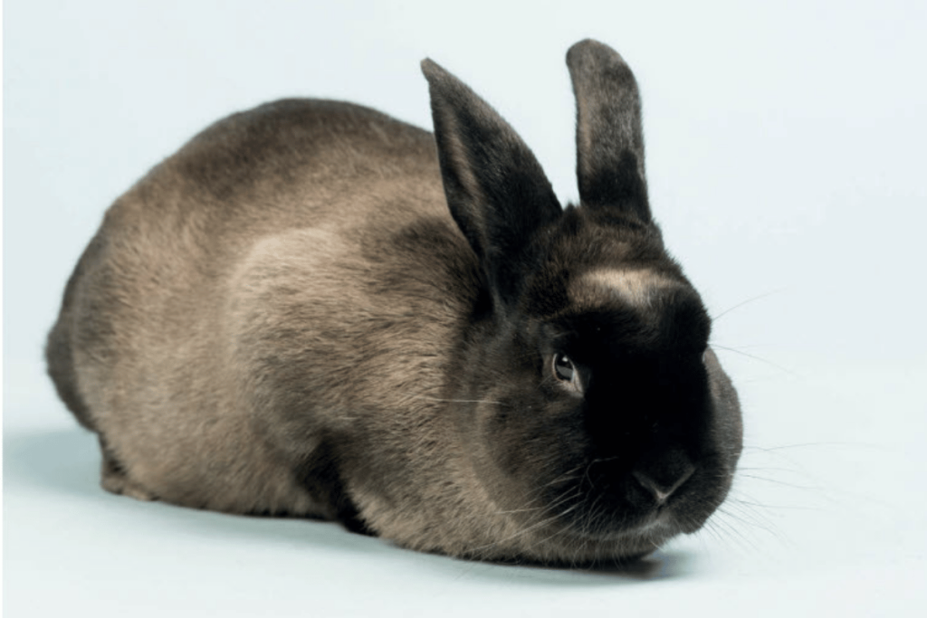 American Sable Rabbit