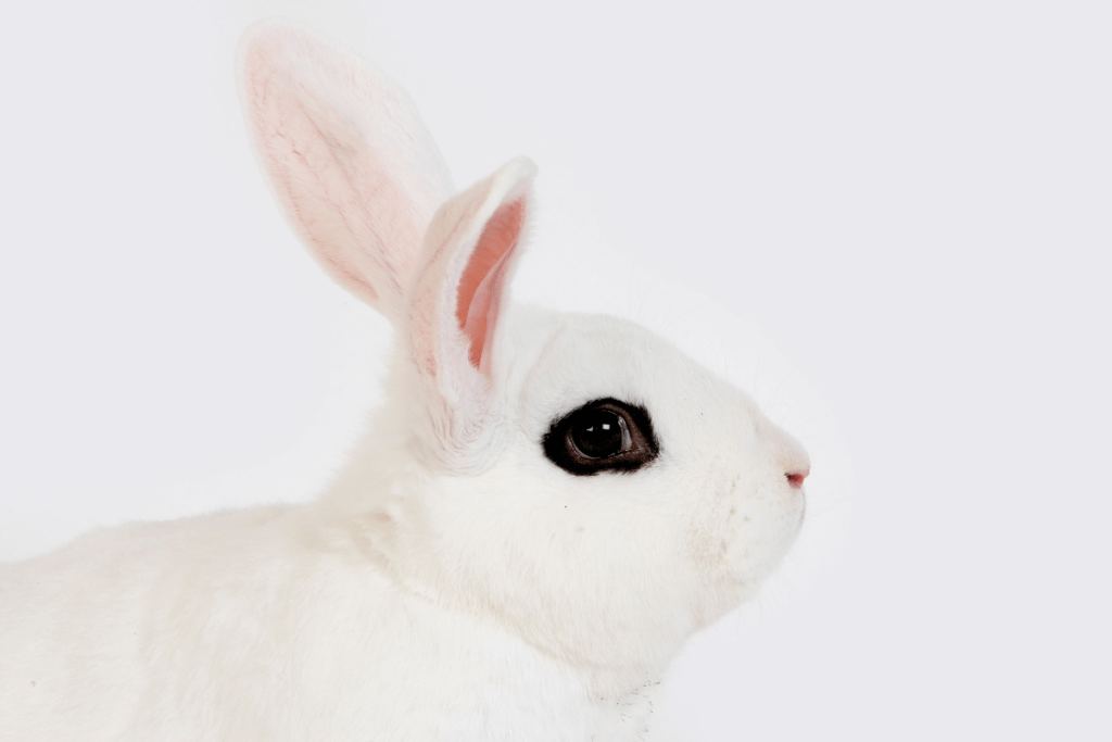 Blanc de Hotot Rabbit 2