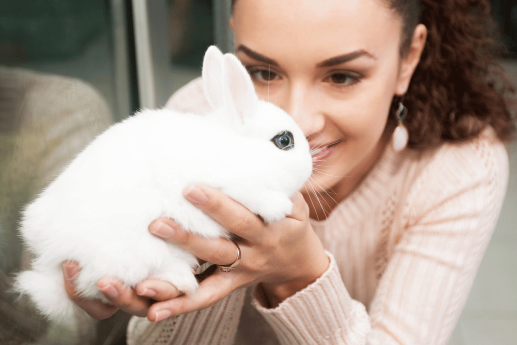 Blanc de Hotot Rabbit with owner