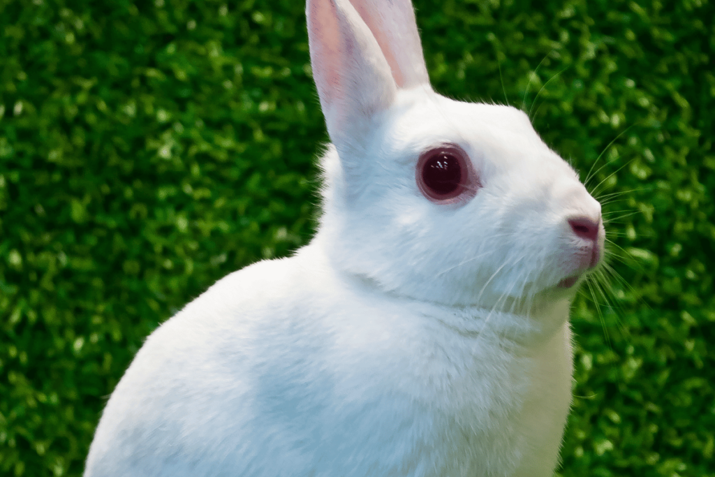 Britannia Petite Rabbit (Size, Color, Behavior, Temperament)