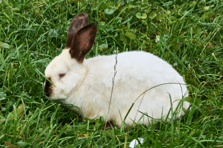 Californian Rabbit (Size, Color, Behavior, Temperament)