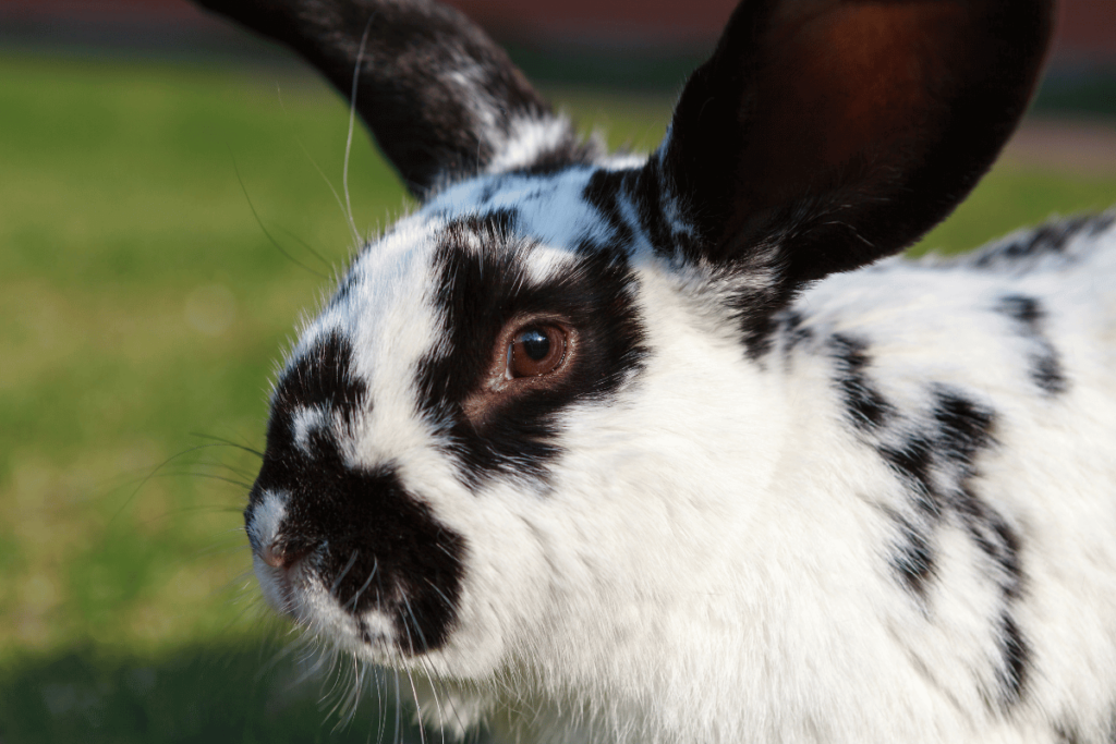 Checkered Giant Rabbit markings