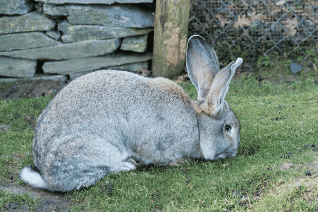 Flemish Giant Rabbit