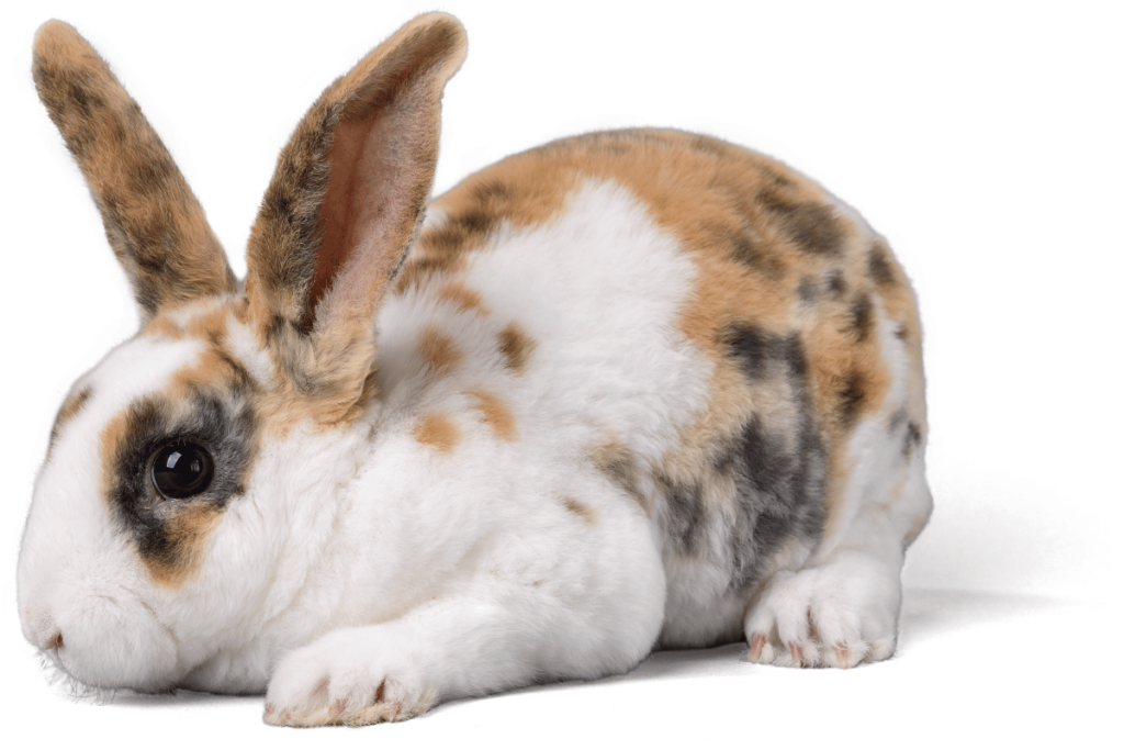500+ Popular Pet Rabbit (Bunny) Names (Girl/Boy) in 2023