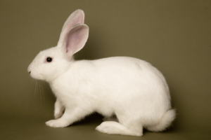 The American (Blue & White) Rabbit (Size/Color, Behavior, Temperament)
