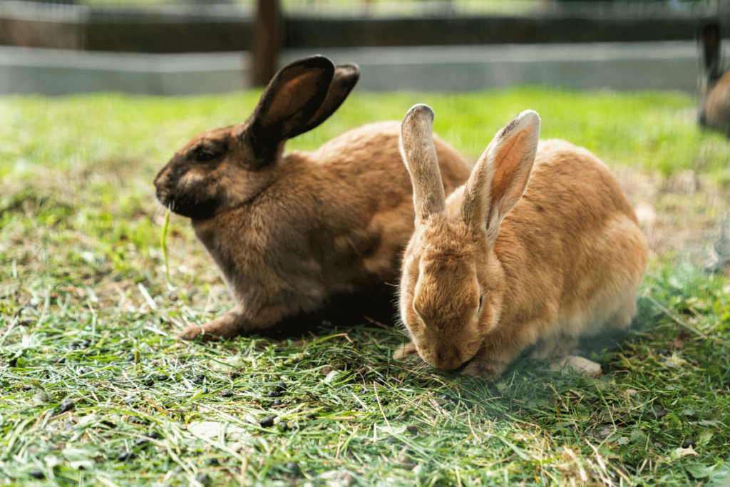 Two cinnamon rabbits outside