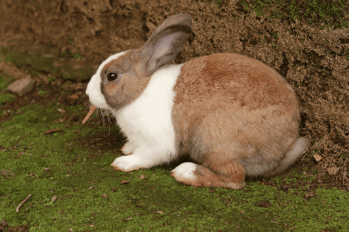 Dutch Rabbit