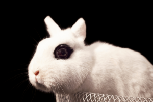 Dwarf Hotot Rabbit (Size, Color, Temperament, Behavior)