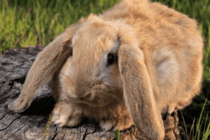 French Rabbit Sigma 49 Rabbit Breeds (with Images) - All You Need to Know!