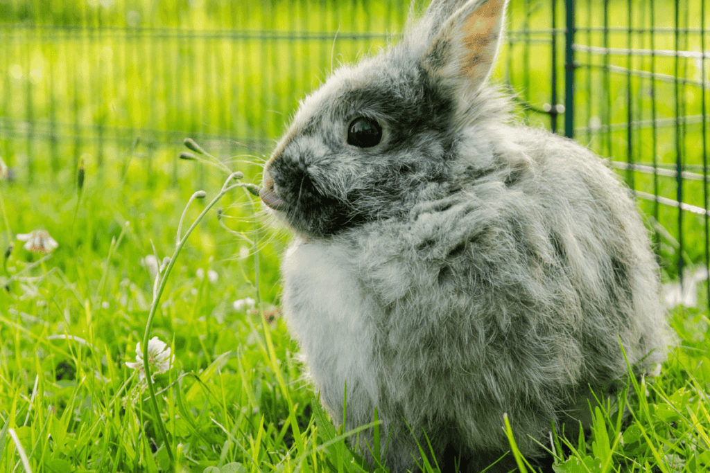 Harlequin Rabbit