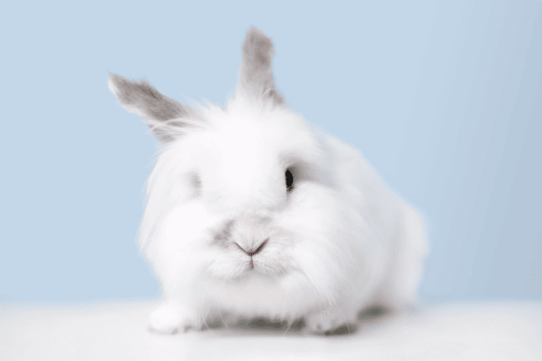 Jersey Wooly Rabbit (Size, Color, Temperament, Behavior)