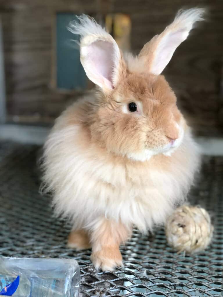 Small French Angora Rabbit