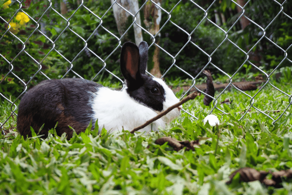 Are Backyard Rabbits Safe to Eat? Do's and Don'ts!
