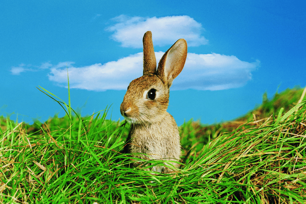 does-rabbit-poop-kill-grass-whyrabbits-com