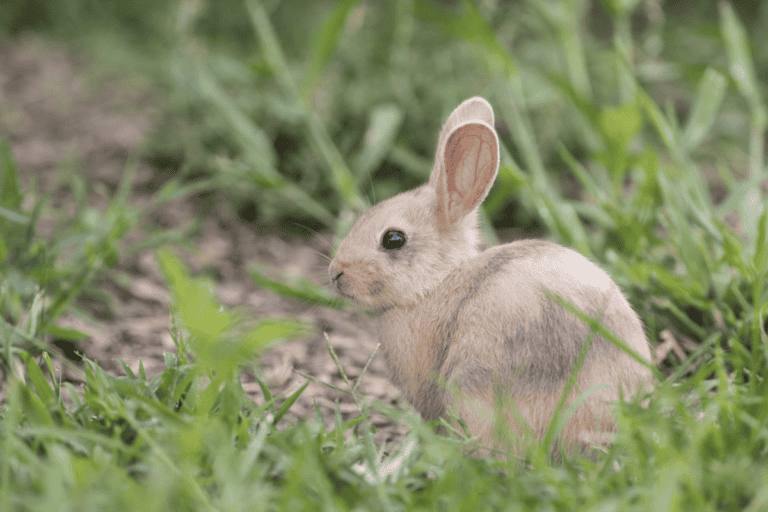 Palomino Rabbit (Size, Color, Temperament, Behavior)