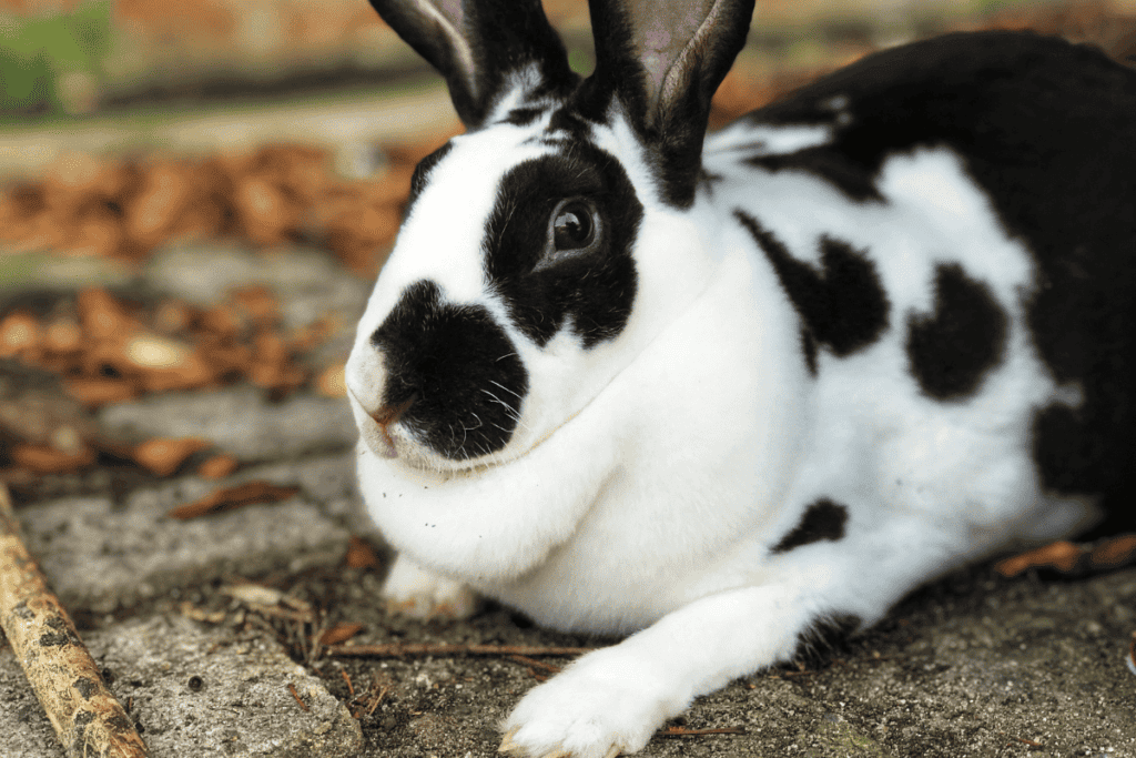 rex-rabbit-size-color-temperament-behavior