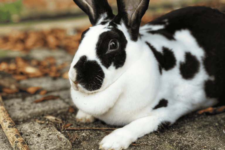 Rex Rabbit (Size, Color, Temperament, Behavior)