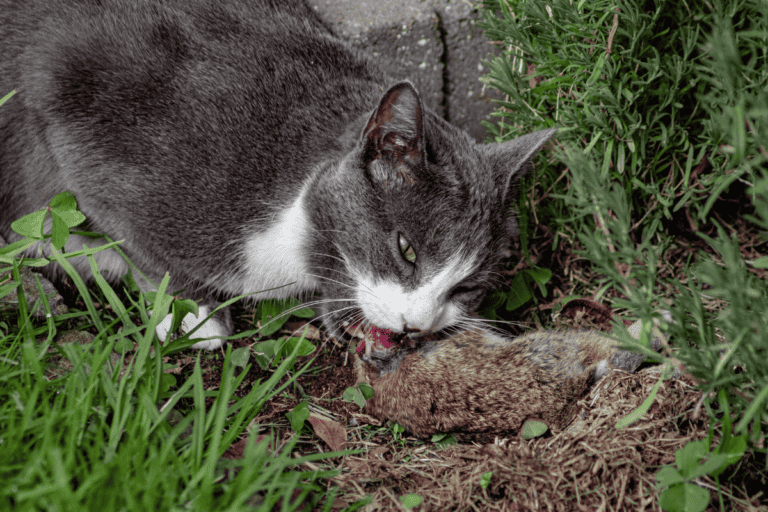 What Kills Rabbits at Night? 10 Common Predators!