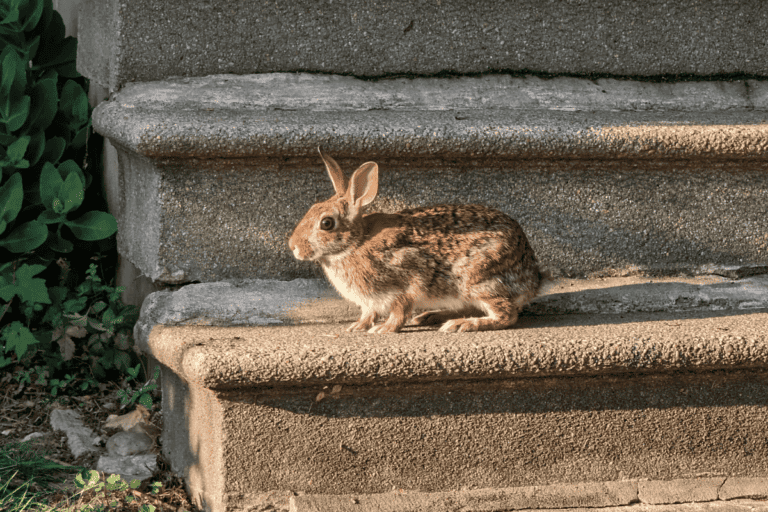 Can Rabbits Go Up and Down Stairs?