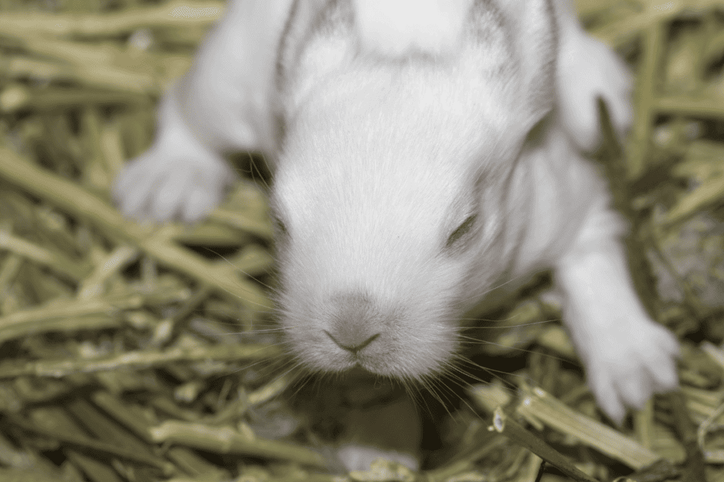 Is My Rabbit Blind? How to Know!