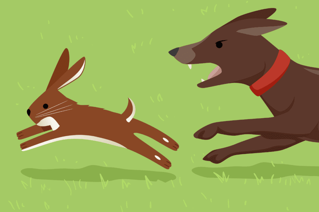 Rabbit in Shock After Dog Attack—What to Do?