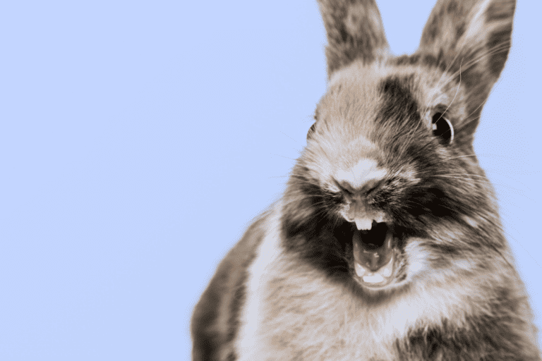 Why is My Rabbit Screaming What to Do?