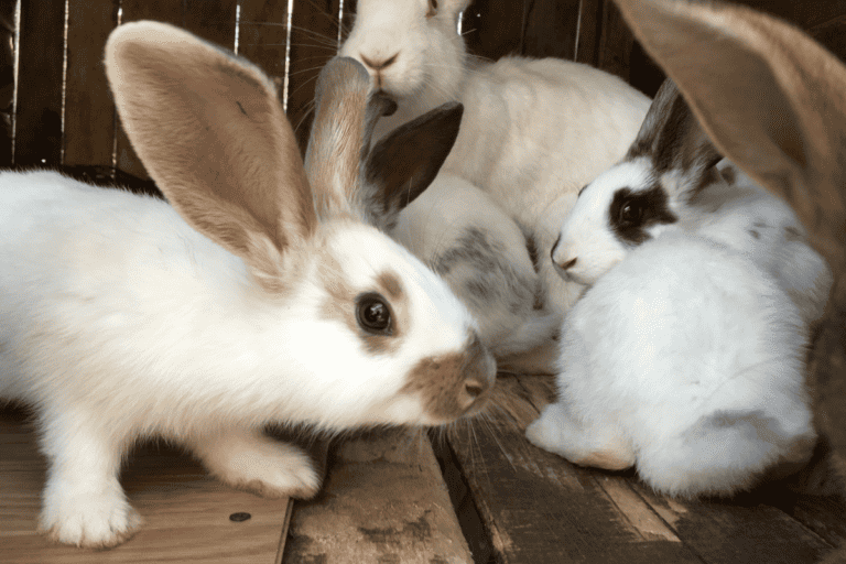 How Many Rabbits Can Live Together in One Cage? Answered!