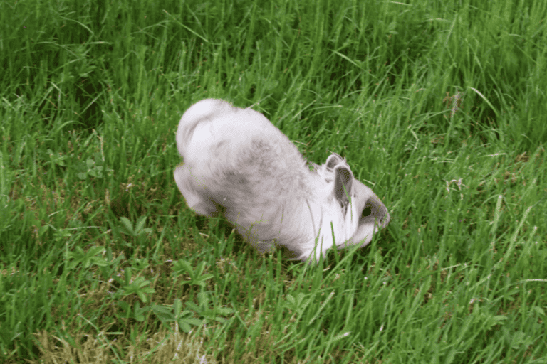 Why Do Rabbits Binky? Everything You Need to Know!