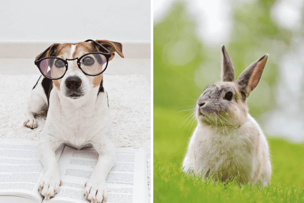 Are Rabbits Smarter Than Dogs? Surprising Truth!