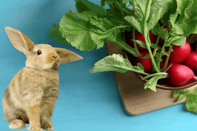 Can Rabbits Eat Radish Leaves? Yes, But....