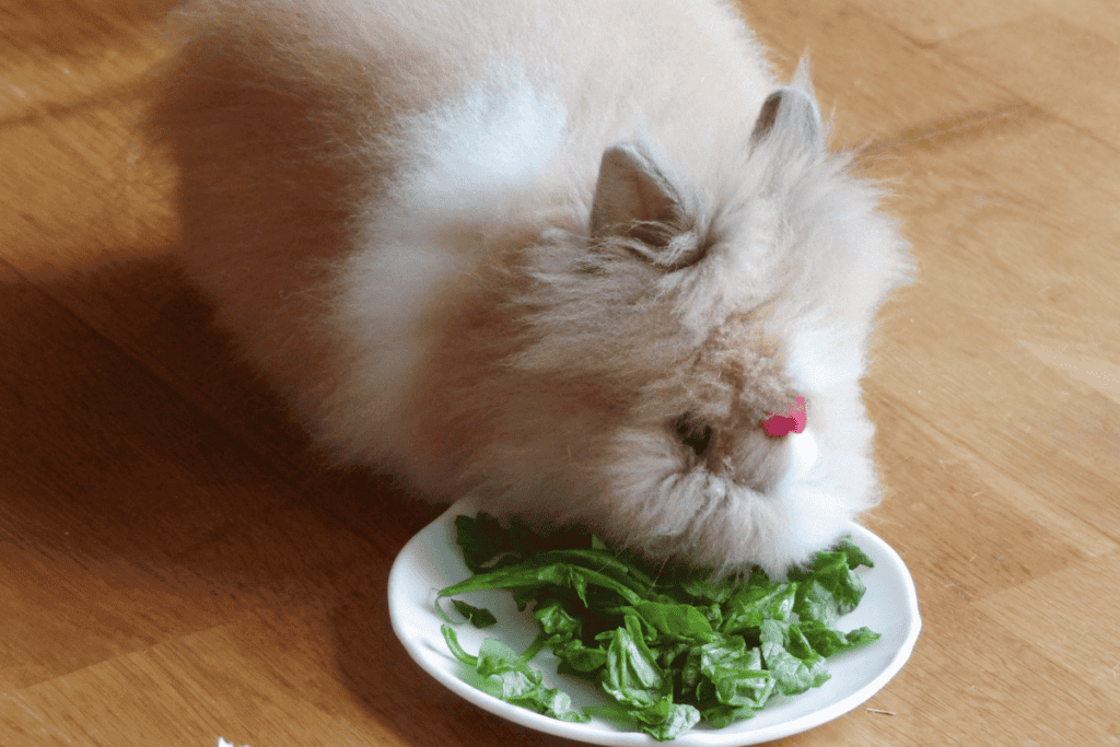 Can Rabbits Eat Spinach? What Vets Wish You Knew!