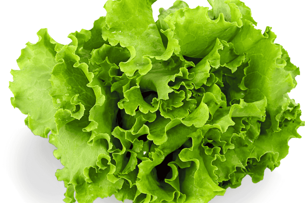 Can Rabbits Eat Butter Lettuce?